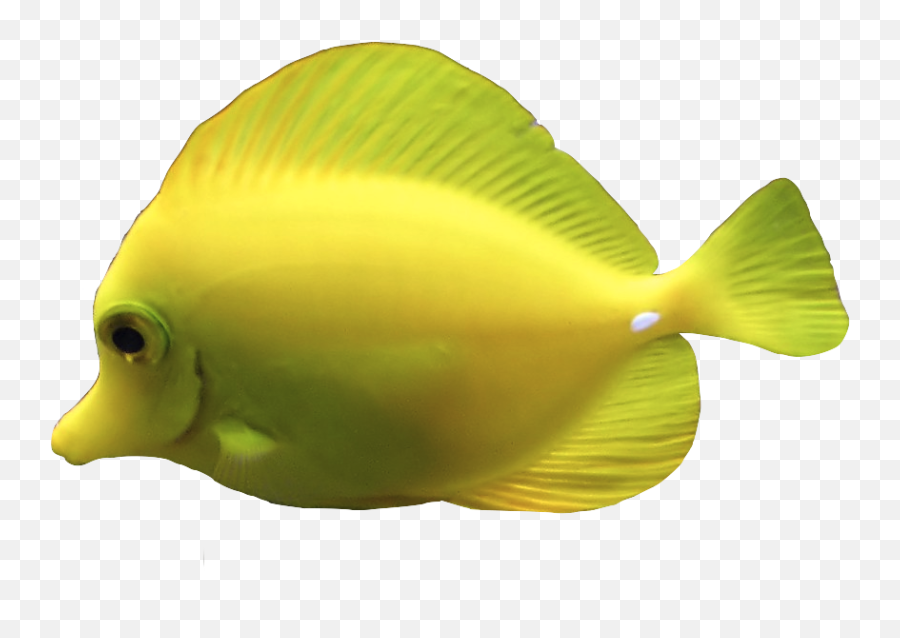 Best 54 Fishing Rod Transparent Background On Hipwallpaper - Yellow Fish Png Emoji,Transparent Animals