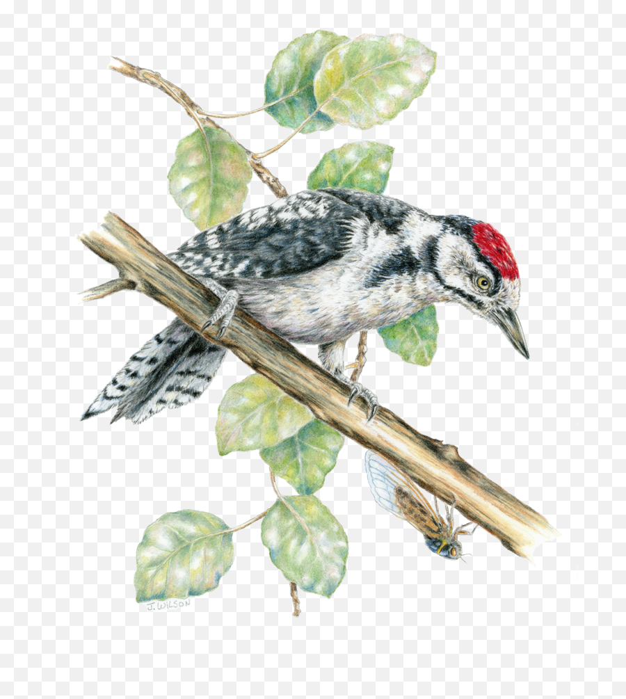 Great Spotted Woodpecker Limited - Edition Print Emoji,Woodpecker Png