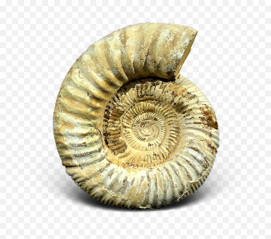 Png Images Pngs Fossil Fossils 31png Snipstock Emoji,Fossil Png