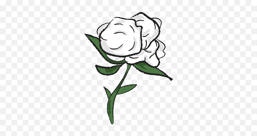 Cotton White Rose Sticker - Cotton White Rose Wool Emoji,White Rose Transparent