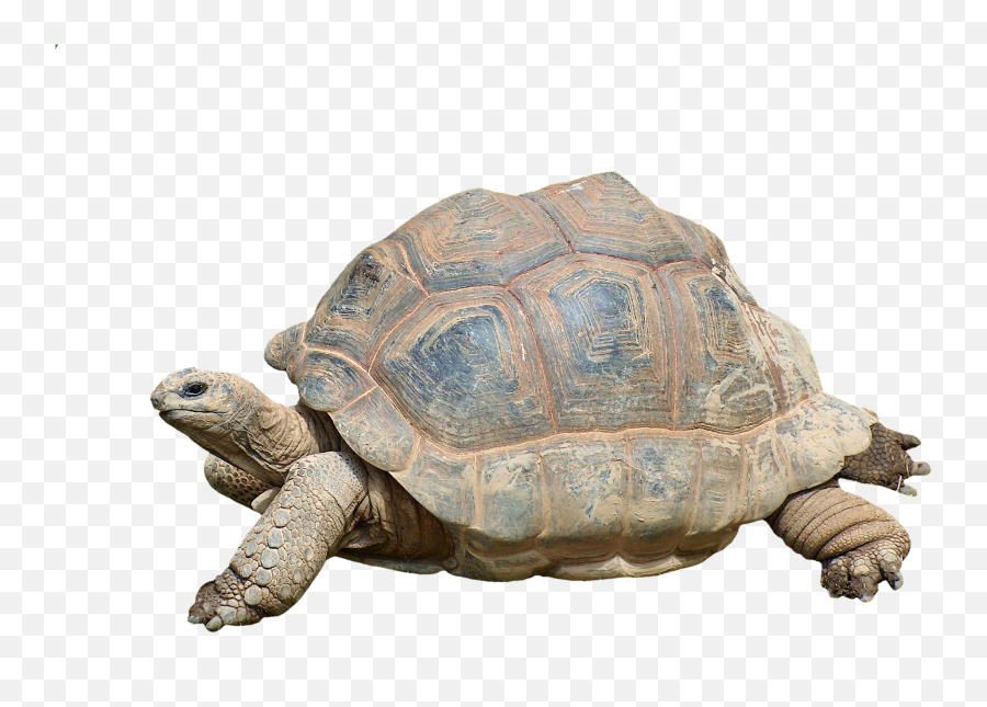 Turtle Png Clipart - Tortoise Turtle Emoji,Turtle Png