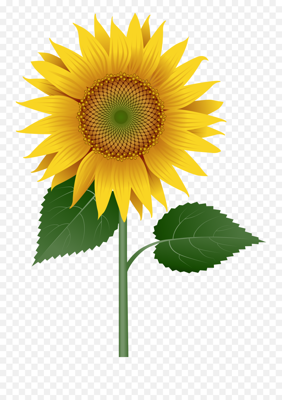 Sunflower Large Transparent Image - Sunflower Clip Art Large Emoji,Sunflower Transparent