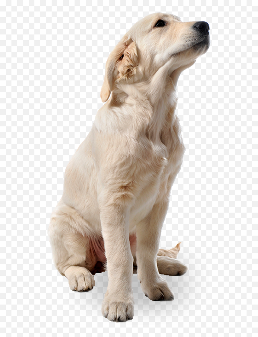 White Dog Png Png Vector Stock Images - Picsart Dog Png Hd Emoji,Dog Png
