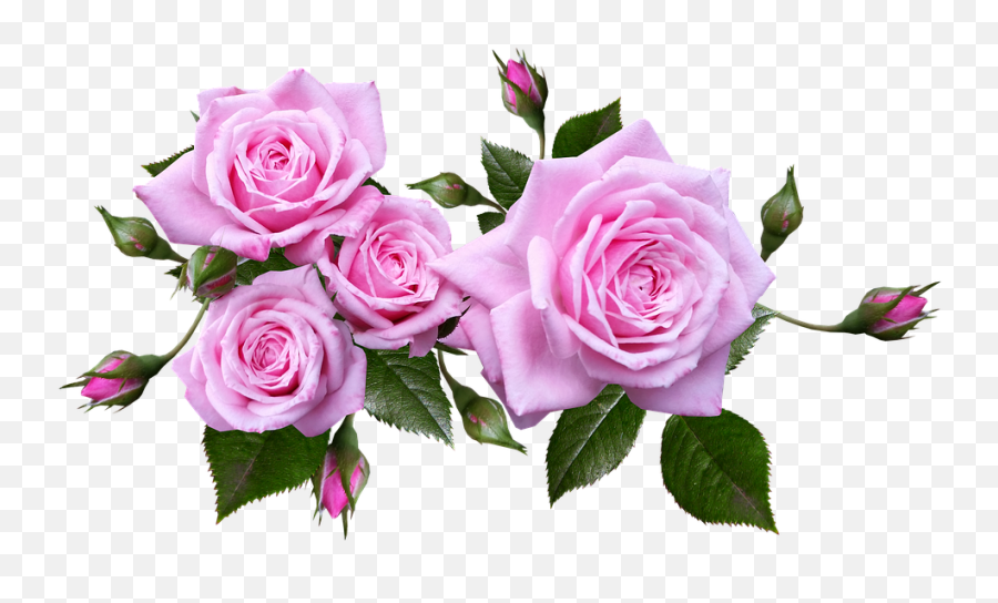 Pink Roses Transparent Background Png - Rose Flowers With Transparent Background Emoji,Roses Transparent