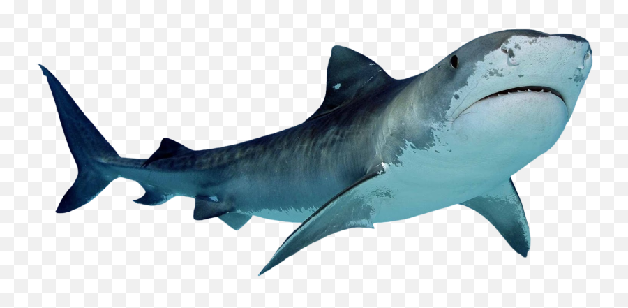 Clipart Shark Hammerhead Shark Picture - Shark Png Emoji,Baby Shark Clipart