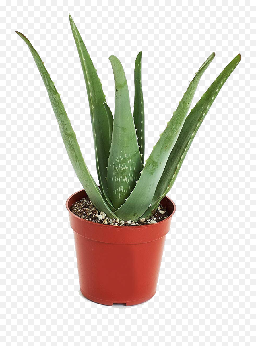 Aloe Vera Plant Png Transparent Image - Aloe Vera Pot Png Emoji,Plant Transparent Background
