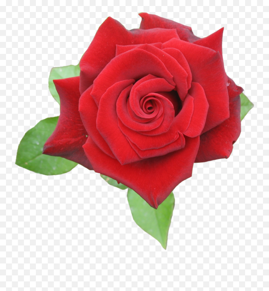 Free Png Rose Red Png Image With Transparent Background Emoji,Free Rose Clipart