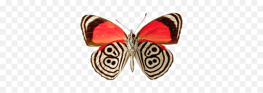 Butterflies Transparent Png Images - Stickpng Butterflies Emoji,Butterfly Transparent