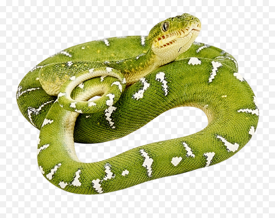 Green Snake Png Image - Green Snake Png Emoji,Green Snake Png