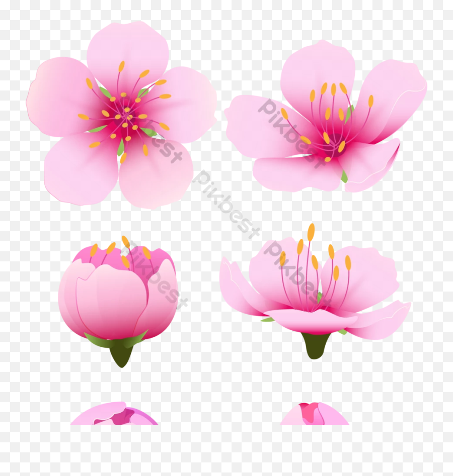 Beautiful Watercolor Cherry Peach Blossom Png Images Ai - Girly Emoji,Cherry Blossom Png