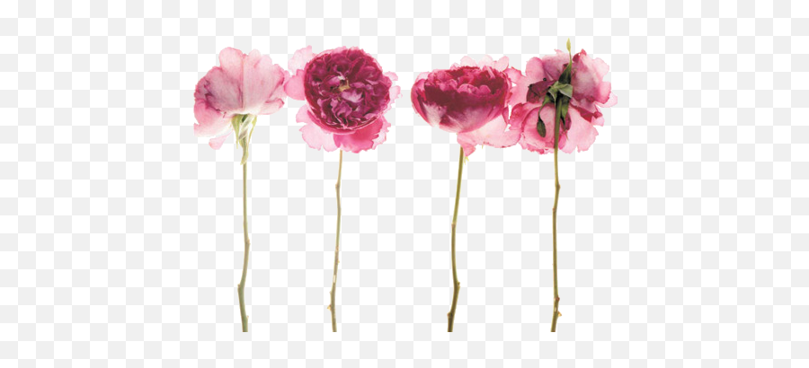Tumblr Dried Flowers Transparent - My Little Girl Tim Mcgraw Emoji,Tumblr Flowers Transparent
