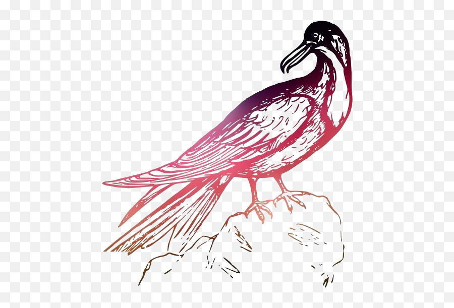 Transparent Frigate Bird Clipart - Sketch Emoji,Bird Clipart