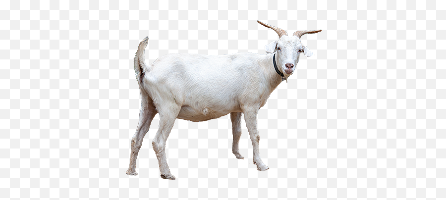 Goats On The Roof Of The Smoky Mountains - A Pigeon Forge Emoji,Goat Head Png