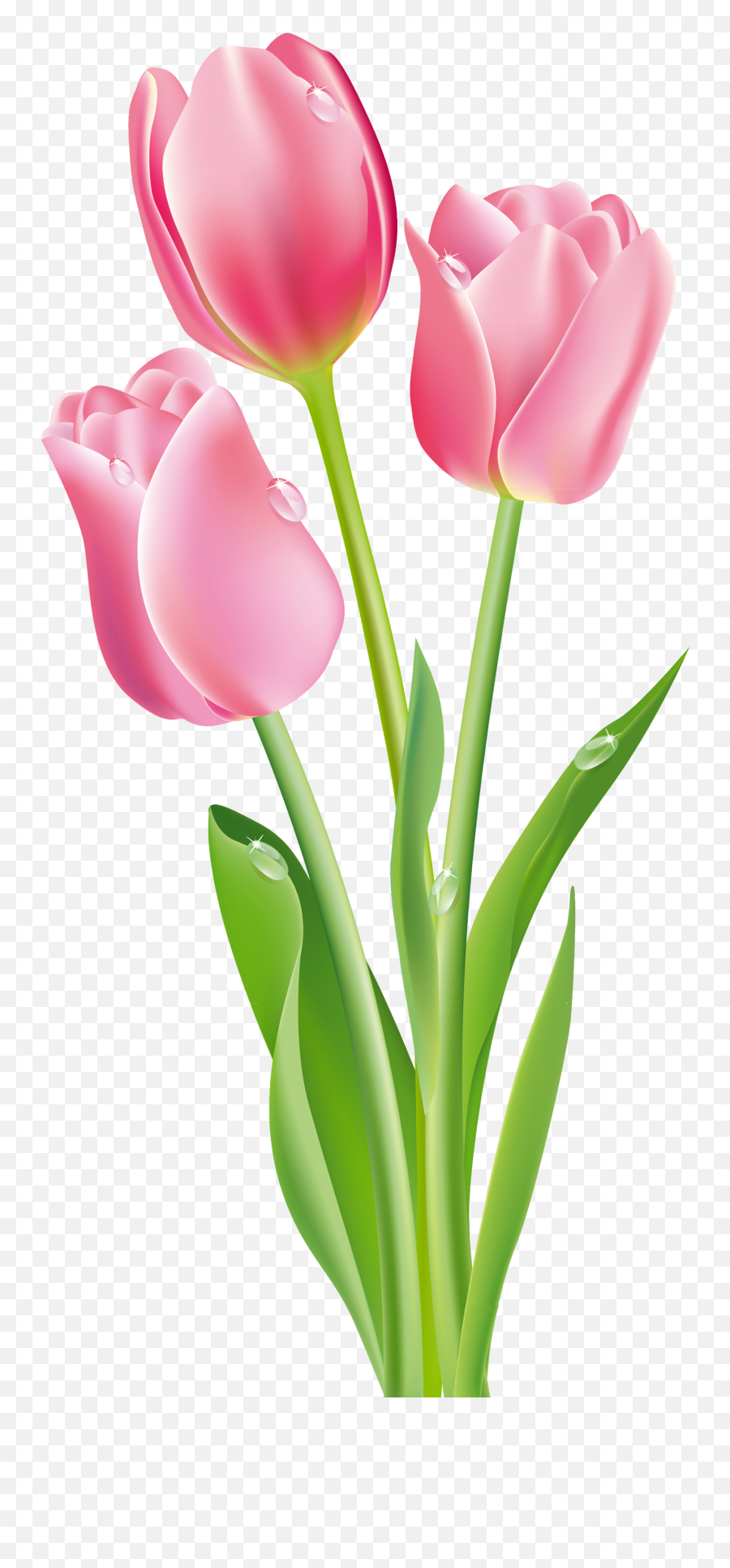 Tulip Clipart Png Images Free From - Tulip Flower Png Emoji,Tulip Clipart