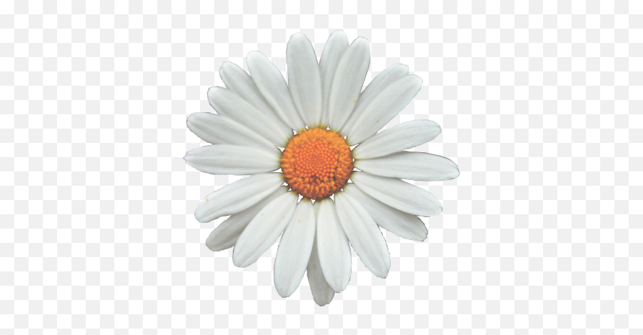 Daisy Png Transparent Images - Lovely Emoji,Daisy Png
