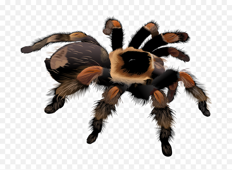 Download Free Stock Spider Clipart Free - Tarantula Clipart Emoji,Spider Clipart