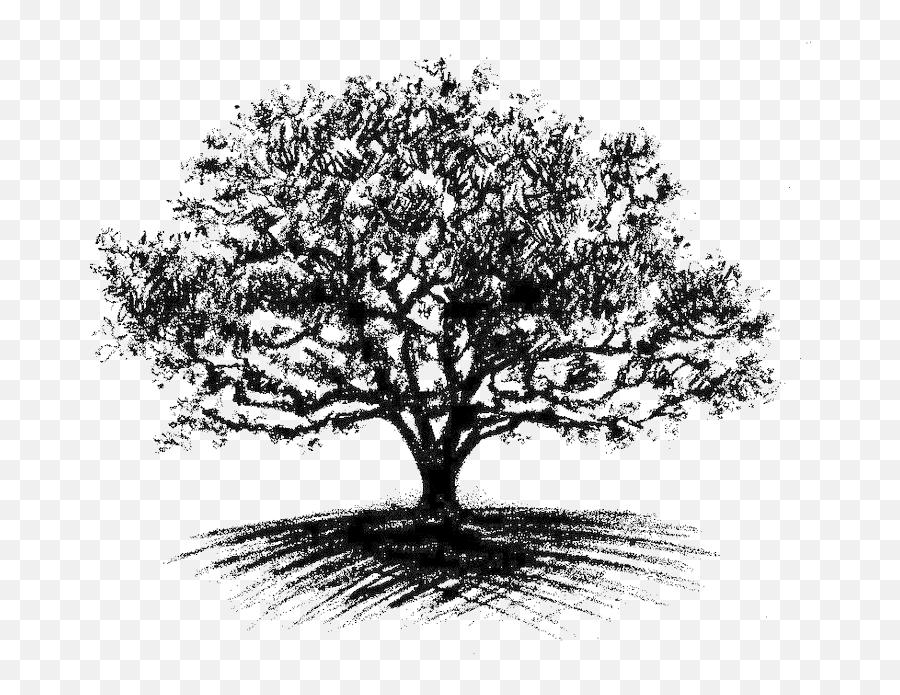 Oak Tree Drawing - Big Oak Tree Drawing Full Size Png Oak Tree Drawing Png Emoji,Oak Tree Png