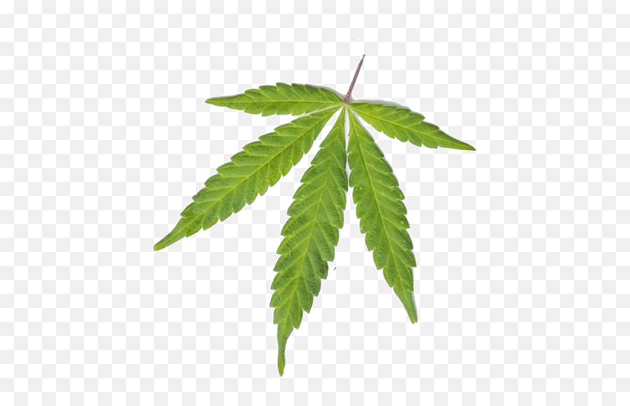 Herbiculture U2013 Medical Cannabis Dispensary - Marijuana Black Emoji,Weed Leaf Transparent
