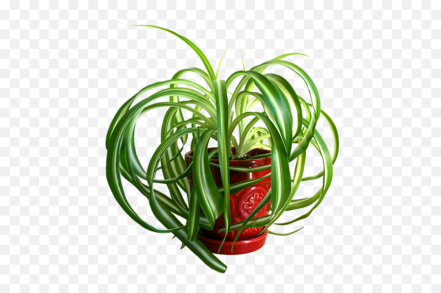 Spider Plant Transparent Background Png - Bromeliads Emoji,Plant Transparent Background