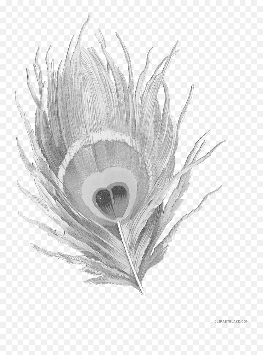 Image Freeuse Stock Black And White - Peacock Feather Clipart Black And White Images Of Peacock Feather Emoji,Feather Clipart Black And White