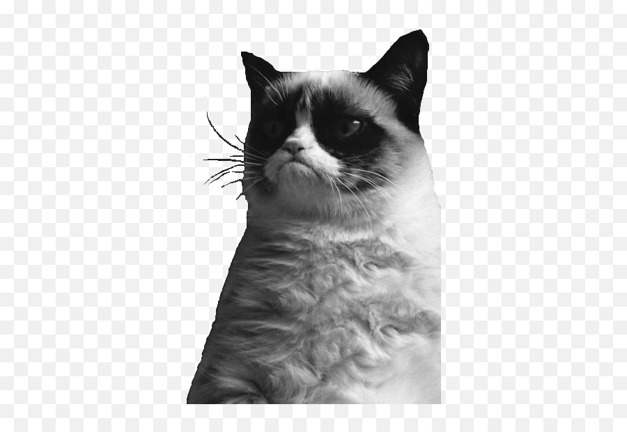 Grumpy Cat Wallpaper Iphone - Cat Emoji,Transparent Wallpaper Iphone