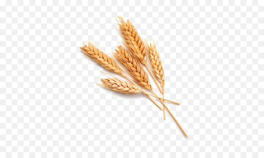 Wheat Png Download Image - 1 Piece Of Wheat Emoji,Wheat Png