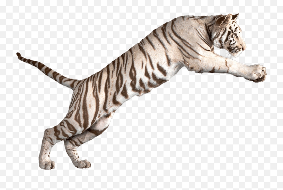 White Tiger Transparent Background - White Tiger Transparent Emoji,Tiger Transparent Background