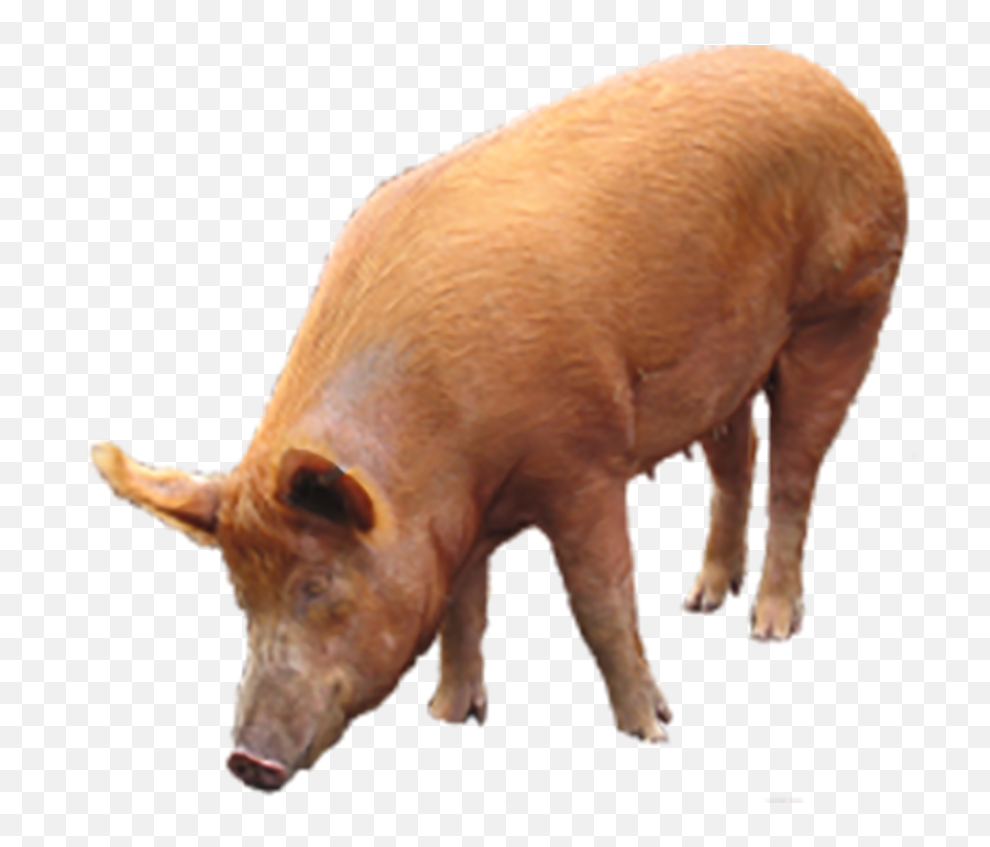 Pig Png Free Download 17 - Pig Png Emoji,Pig Png