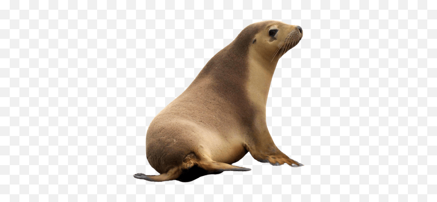 Best 85 Seal Png Hd Transparent Background A1png Emoji,Sea Lion Png