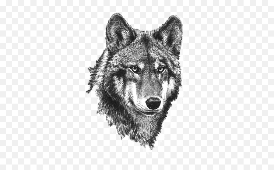 Download Wolf Clipart Picture Black And - Real Wolf Head Png Emoji,Wolf Clipart Black And White
