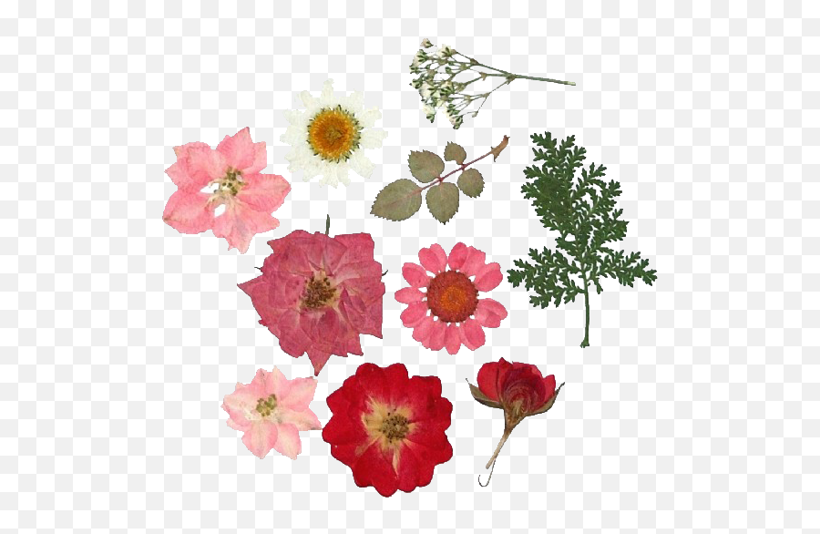 Across The Universe Yebbi - Transparent Dried Flowers Png Emoji,Tumblr Flowers Transparent