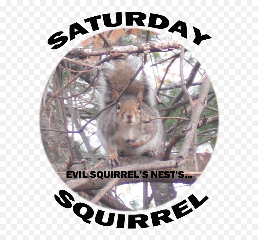 Saturday Squirrel Emoji,Squirrel Logo