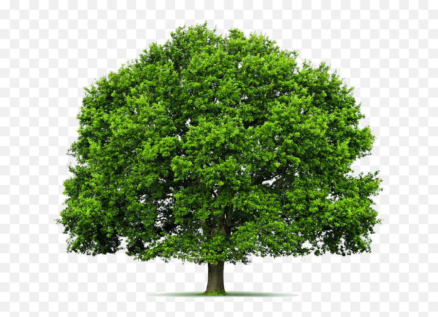 Programs Five College Learning In Retirement Emoji,Tree From Above Png