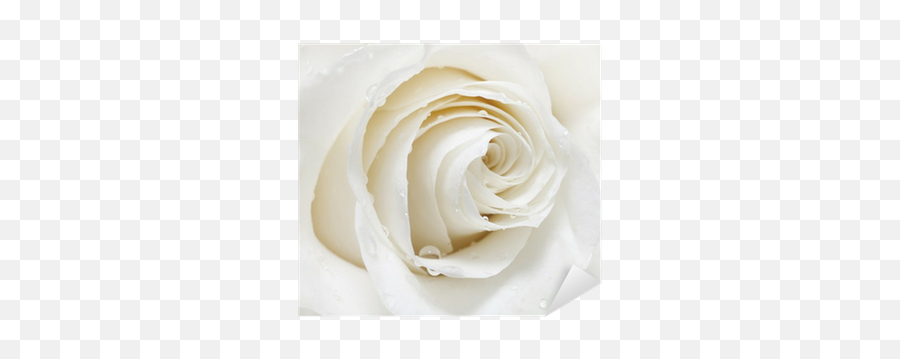White Rose Sticker U2022 Pixers - We Live To Change Emoji,White Rose Transparent
