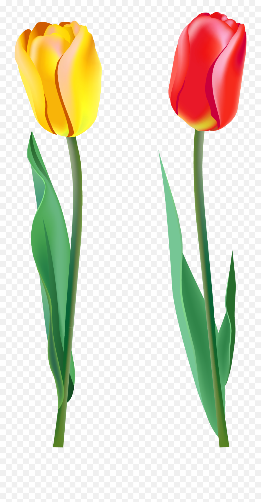 Red Tulip Png - Tulipe Png Emoji,Tulip Clipart