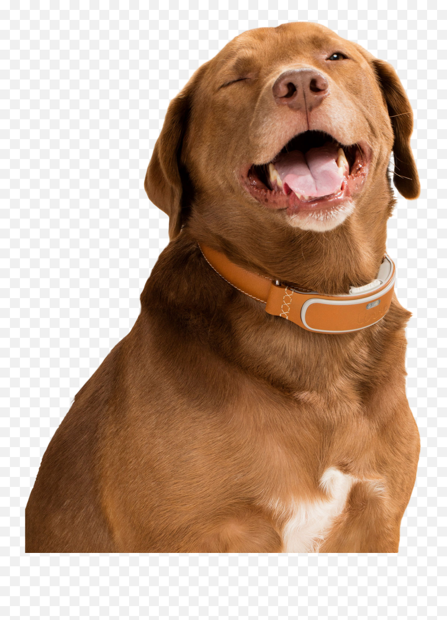 Happy April Fools Day Dog With Smart - Happy Dog Png Emoji,Dog Png
