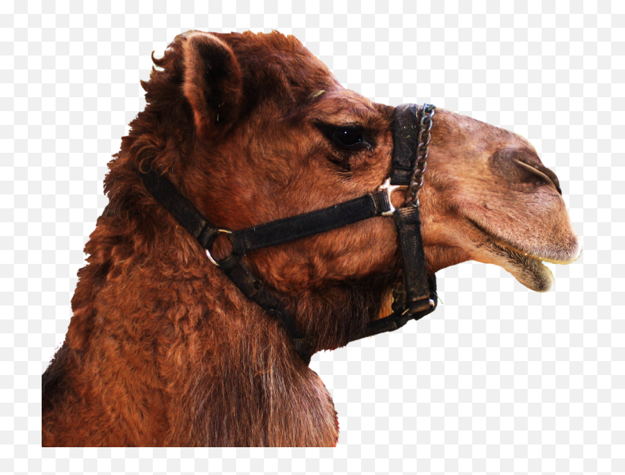 Download Camel Transparent Background - Transparent Background Camel Png Transparent Emoji,Transparent Backgrounds
