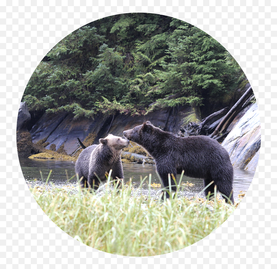 Download Grizzly Bear Png Image With No - American Black Bear Emoji,Grizzly Bear Png