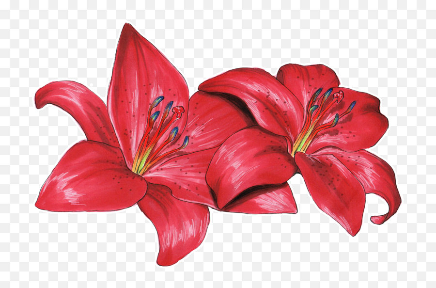 Png Royalty Free Download Flower - Lily Flower Drawing Red Emoji,Lily Clipart
