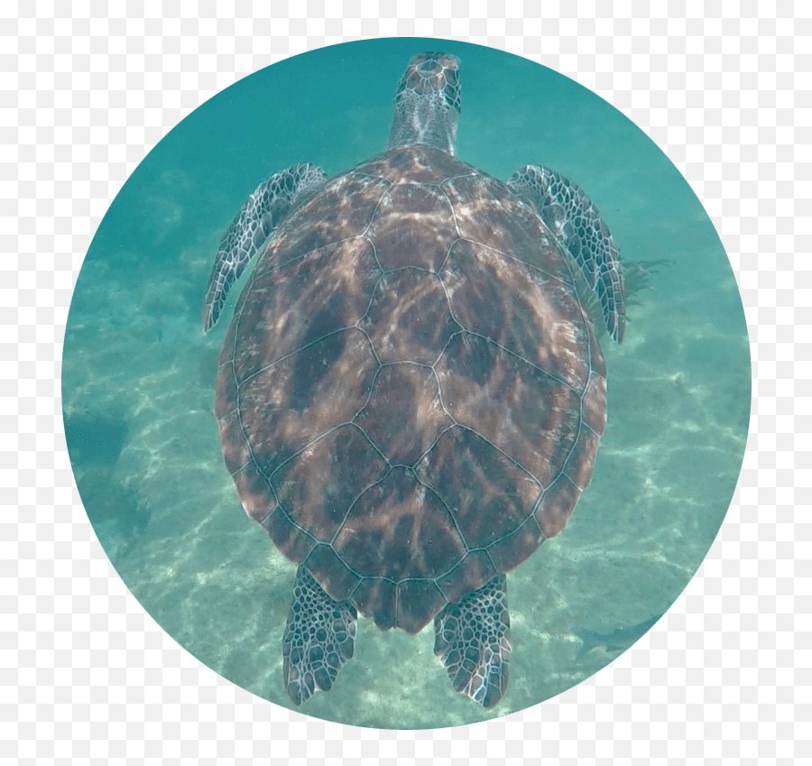 Large Sea Turtle Tote Bag Spin The - Hawksbill Sea Turtle Emoji,Turtle Transparent Background