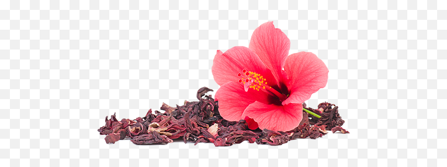 Nonthermal Concentration For Tea And - Dry Hibiscus Flowers Emoji,Hibiscus Transparent