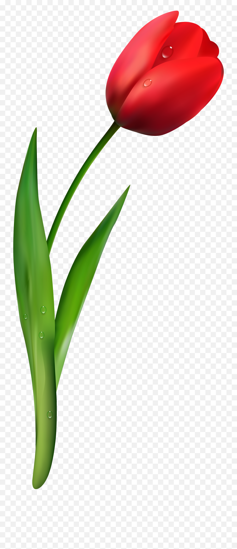 Png Files Clipart - Transparent Tulip Flower Png Emoji,Tulip Clipart