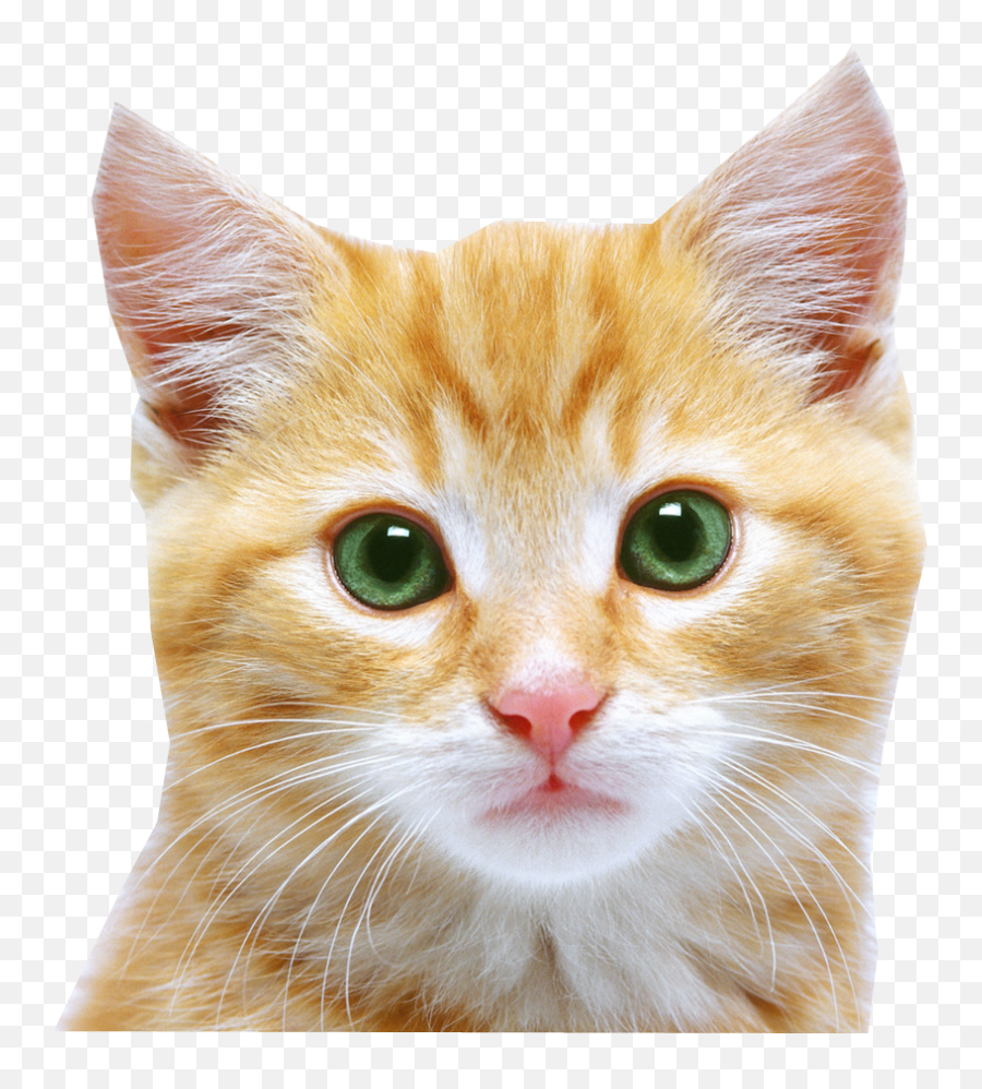 Kitten Png Transparent Images - Cat Face Png Emoji,Kitten Png