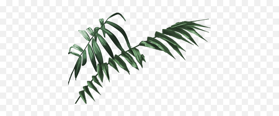 Jungle Leaves Png Png Image With No - Real Jungle Leaf Png Emoji,Jungle Leaves Png