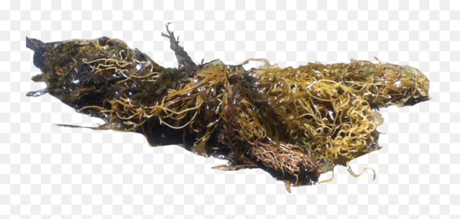 Download Hd Png Seaweed Transparent Png Image - Nicepngcom Sargassum Seaweed Png Emoji,Seaweed Png