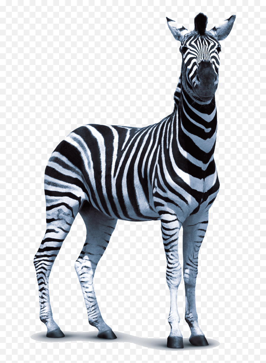 Download Zebra Png Hq Png Image - Transparent Zebra Png Emoji,Zebra Logo