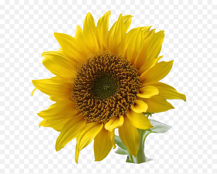 Gate Clipart Sunflower Gate Sunflower - Flower Image Transparent Background High Resolution Emoji,Sunflower Clipart