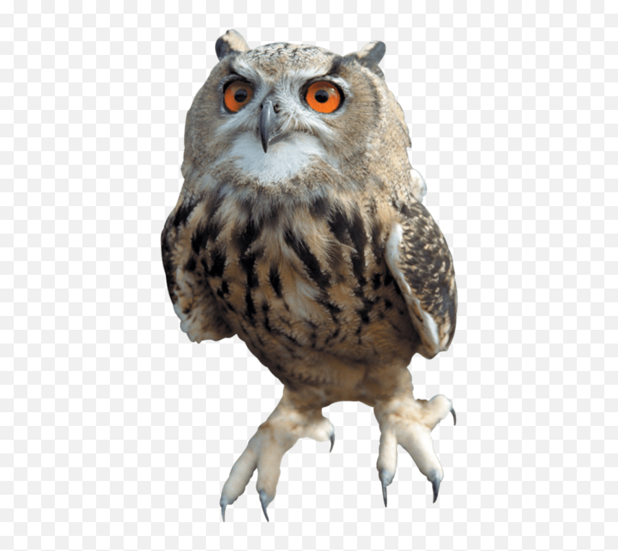 Owl Png Sitting - Png 6638 Free Png Images Starpng Emoji,Cute Owl Png