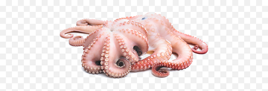 Octopus Png - Fresh Octopus Png Emoji,Octopus Png