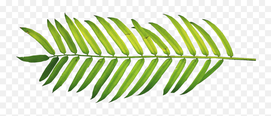 Watercolor Palm Leaf Png Transparent - Transparent Watercolor Palm Leaf Emoji,Tropical Leaf Png